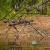 Камуфляжный род-под Fox Horizon Duo Camo 3 Rod Pod Камуфляжный род-под Fox Horizon Duo Camo 3 Rod Pod