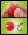 Стопора для бойлов Fox Edges Boilie Caps - Clear (Шляпки) Стопора для бойлов Fox Edges Boilie Caps - Clear (Шляпки)