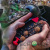 Spomb MIDI-X Black Spomb MIDI-X Black