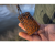 Korum кормушка-клетка для реки River Cage XT XL 220g